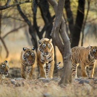 tourhub | Taj Voyages Tours | 05 Days Golden Triangle Tour with Ranthambore Jungle safari 