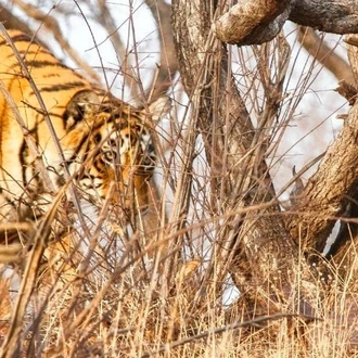 tourhub | Holidays At | Highlights of India with Wildlife Tour 