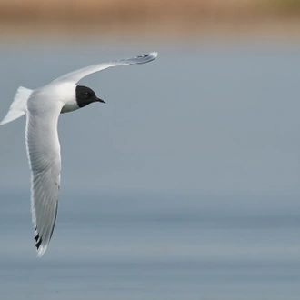 tourhub | Bunica Maria | Birding Danube Delta 