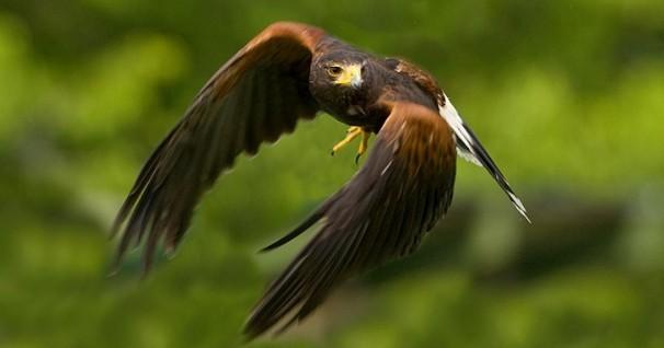 3 Day International Falconry Academy