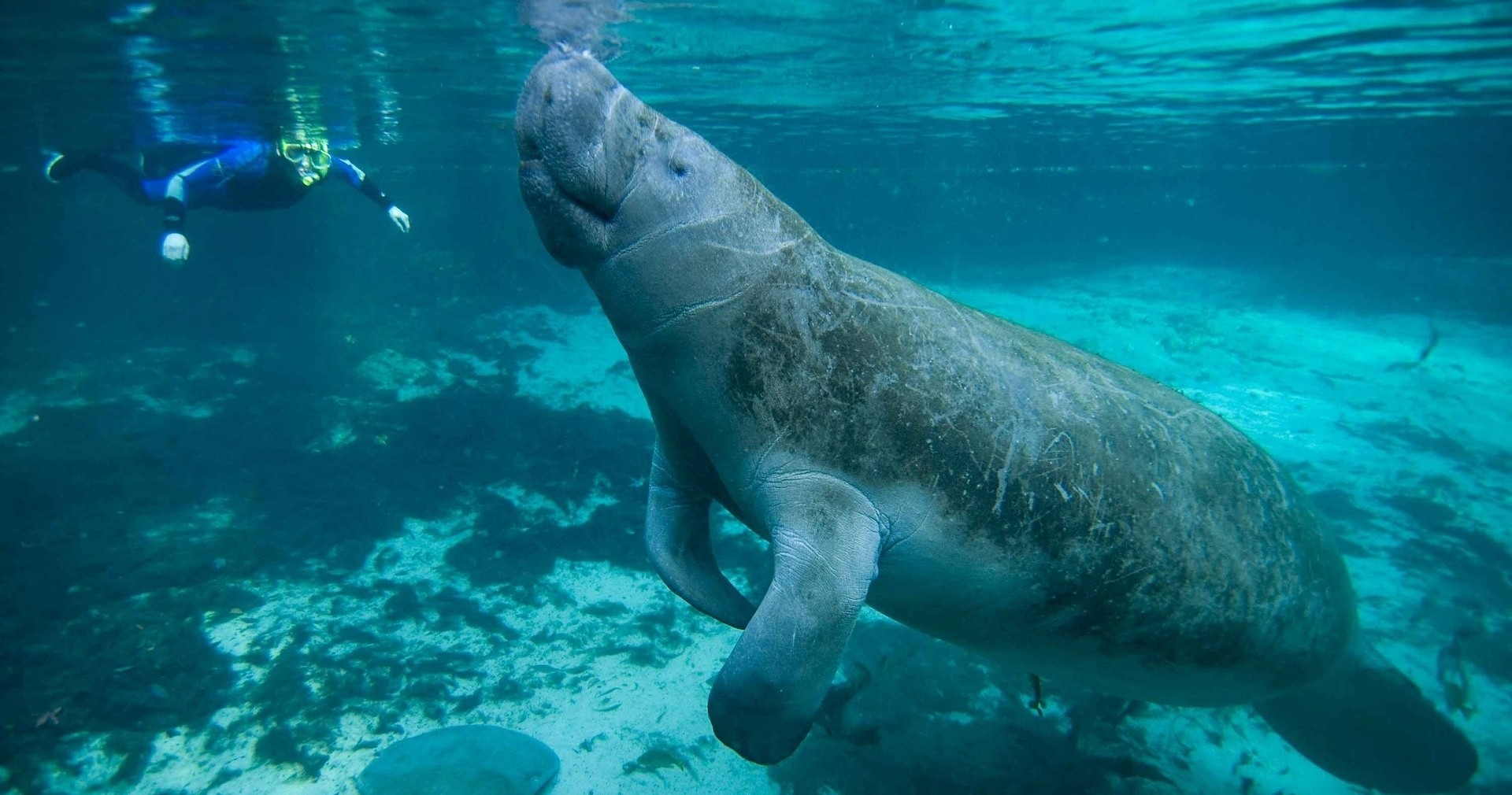 Semi-Private Manatee Snorkeling Tour with in-water Photographer