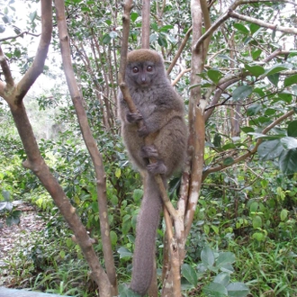 tourhub | Fosa Travel | MADAGASCAR 9 Days Baobabs and Lemurs Tours 