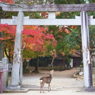 tourhub | Tweet World Travel | Japan Cherry Blossom Small Group Tour 