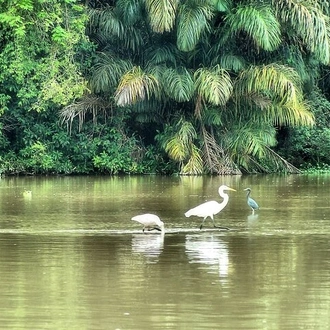 tourhub | Destiny Travel Costa Rica | 3-Day Tour in Tortuguero National Park with Pick Up 