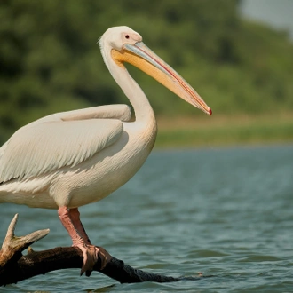 tourhub | Bunica Maria | Bird Watching in Romania, Danube Delta Experience 