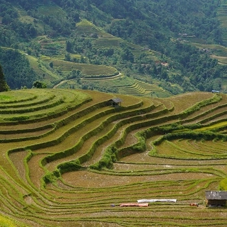 tourhub | Mr Linh's Adventures | Trekking through Hoang Su Phi rice fields 4 days 3 nights 