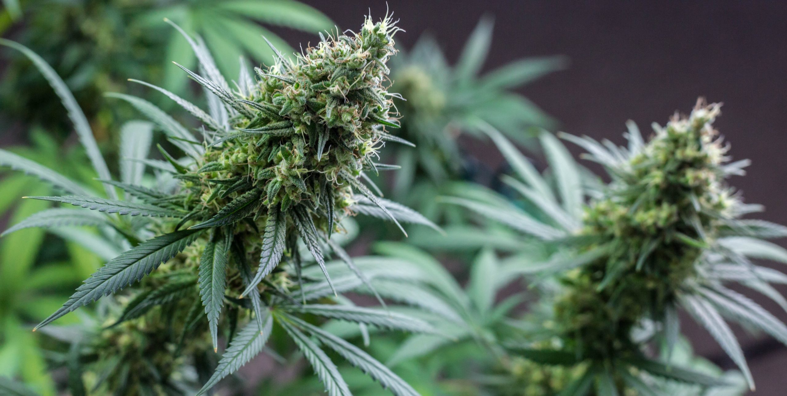 Popular Autoflowering Cannabis Strains