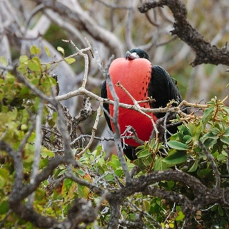 tourhub | Intrepid Travel | Galapagos Island Hopping 