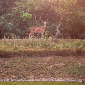 tourhub | Agora Voyages | Bhubaneshwar to Similipal National Park - Extension Tour 