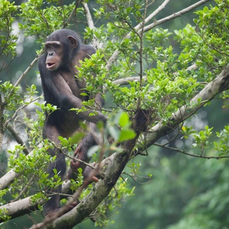 tourhub | Wild Frontiers | Gorillas In Africa’s Midst 