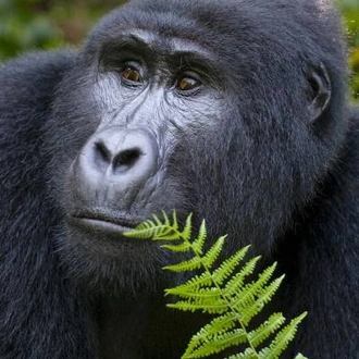 tourhub | On The Go Tours | Gorillas & East Africa Explorer - 39 days 