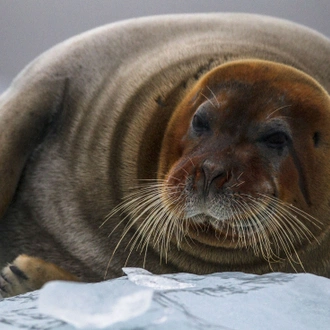 tourhub | Intrepid Travel | Spitsbergen Highlights: Journey into the Arctic Wilderness 