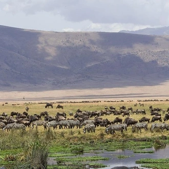 tourhub | Gracepatt Ecotours Kenya | Private 11 Days Best of Kenya & Tanzania Big 5 Safari 