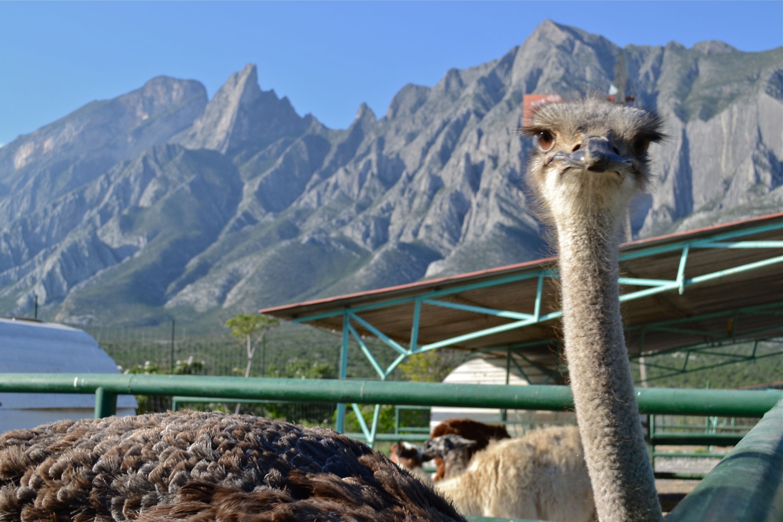 Visit to the Biopark Star with Pick up - Accommodations in Monterrey