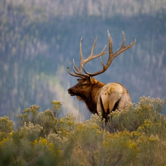 tourhub | Exodus Adventure Travels | Yellowstone Walks & Wolves 