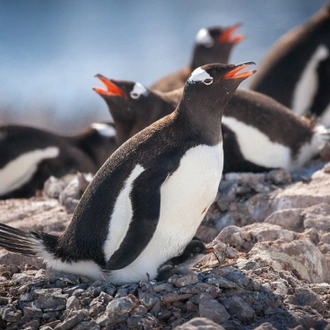 tourhub | Intrepid Travel | Crossing the Circle: Southern Expedition (Ocean Explorer) 