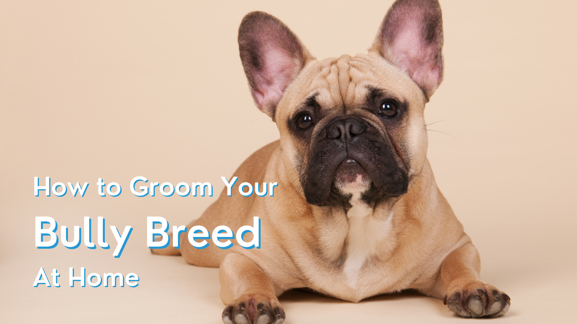 How to Groom Your Bully Breed At Home | Leading Edge Grooming Academy