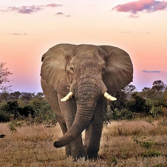 tourhub | The Mzansi Experience | 3-Day Kruger National Park Big 5 Tented Safari 