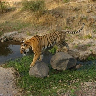 tourhub | Bamba Travel | Ranthambore Tiger Experience 5D/4N (from Delhi) 