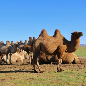 tourhub | Tour Mongolia | Treasures of Mongolia 