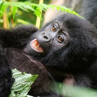 tourhub | Verdoro Safaris | Gorilla Habituation Uganda Safari 