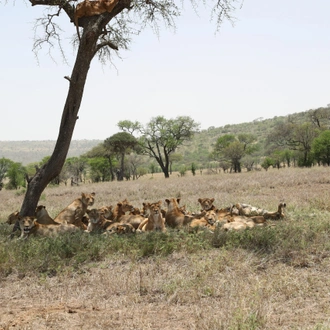 tourhub | Serengeti Access Safaris | 3 Days Mikumi national Park 