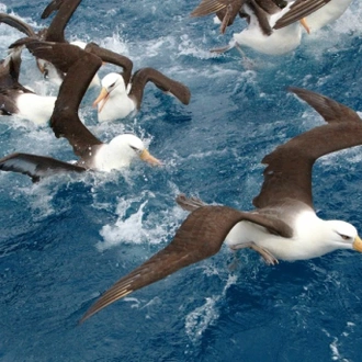 tourhub | Heritage Expeditions | Galapagos of the Southern Ocean 