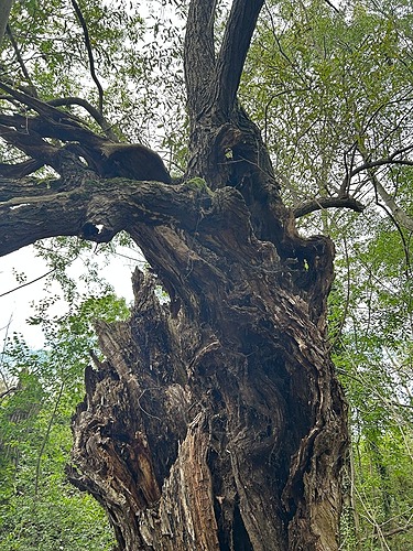 Représentation de la formation : Démonter et abattre un arbre habitat pour la faune