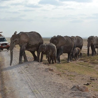 tourhub | Gracepatt Ecotours Kenya | Overnight Amboseli National Park Safari  