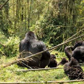 tourhub | Kawira Safaris Ltd | 8 Days Uganda Cultural, Gorilla and Wildlife Safari 