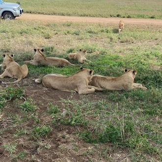 tourhub | Ron Adventure | Tanzania Luxury Wildlife Safari 