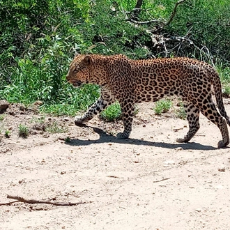 tourhub | Timeline Travel | 3-Day Kruger National Park Manyeleti Tour 