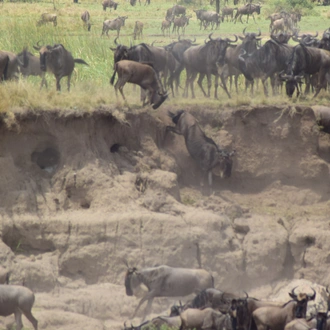 tourhub | Widerange African Safaris | 5 Days Tanzania Serengeti migration Mara River crossing Safari 