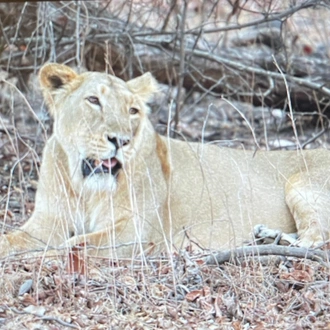 tourhub | Alkof Holidays | India Wildlife Safari - Asiatic Lions with the Bengal Tigers 