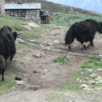 tourhub | Namaste Nepal Trekking & Research Hub | Langtang Valley Trekking 