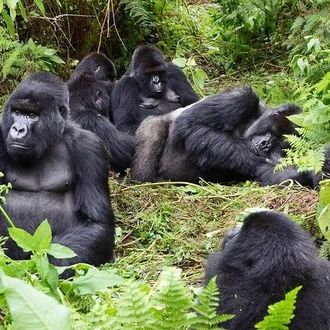 tourhub | Across Africa Tours Travel | 10 Days Gorilla, Chimpanzee and Murchison Falls Safari 