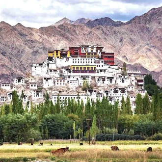 tourhub | YellowWood Adventures | Hiking the High Tibetan Monasteries of Ladakh 