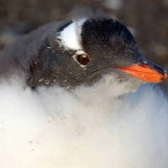 tourhub | World Expeditions | Falklands, South Georgia & Antarctica Wildlife Adventure 