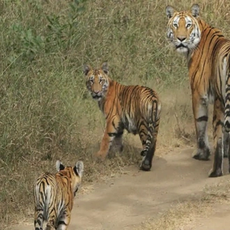 tourhub | Agora Voyages | Safaris In Central India Tour From Delhi/Mumbai 