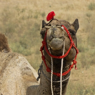 tourhub | Holidays At | Rajasthan Camel Safari Tour with Delhi and Agra 