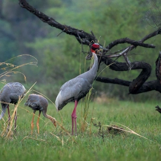 tourhub | Discover Activities | Golden Triangle With Thrilling Corbett Forest and Bharatpur Birding 