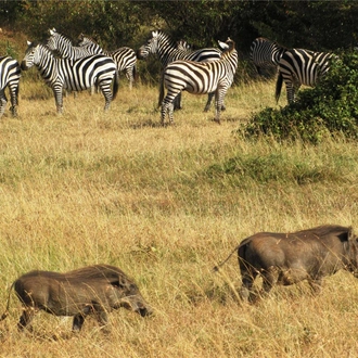 tourhub | Bamba Travel | Kenya & Tanzania 4WD Safari Adventure 12D/11N 