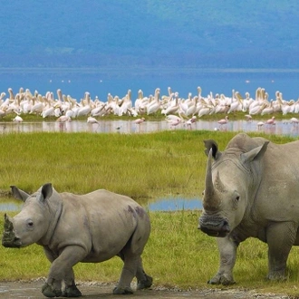 tourhub | Johnbow Tours and Travel | 4 Days Safari Masai Mara & Lake Nakuru National Park 