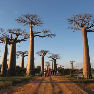 tourhub | Fosa Travel | MADAGASCAR 9 Days Baobabs and Lemurs Tours 