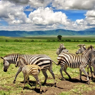 tourhub | Gracepatt Ecotours Kenya | From Nairobi: 2 Days Amboseli National Park Safari Package 