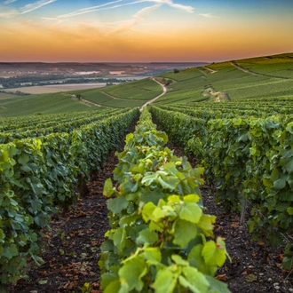 tourhub | Exodus Adventure Travels | Cycle Champagne & Burgundy – Premium Adventure 