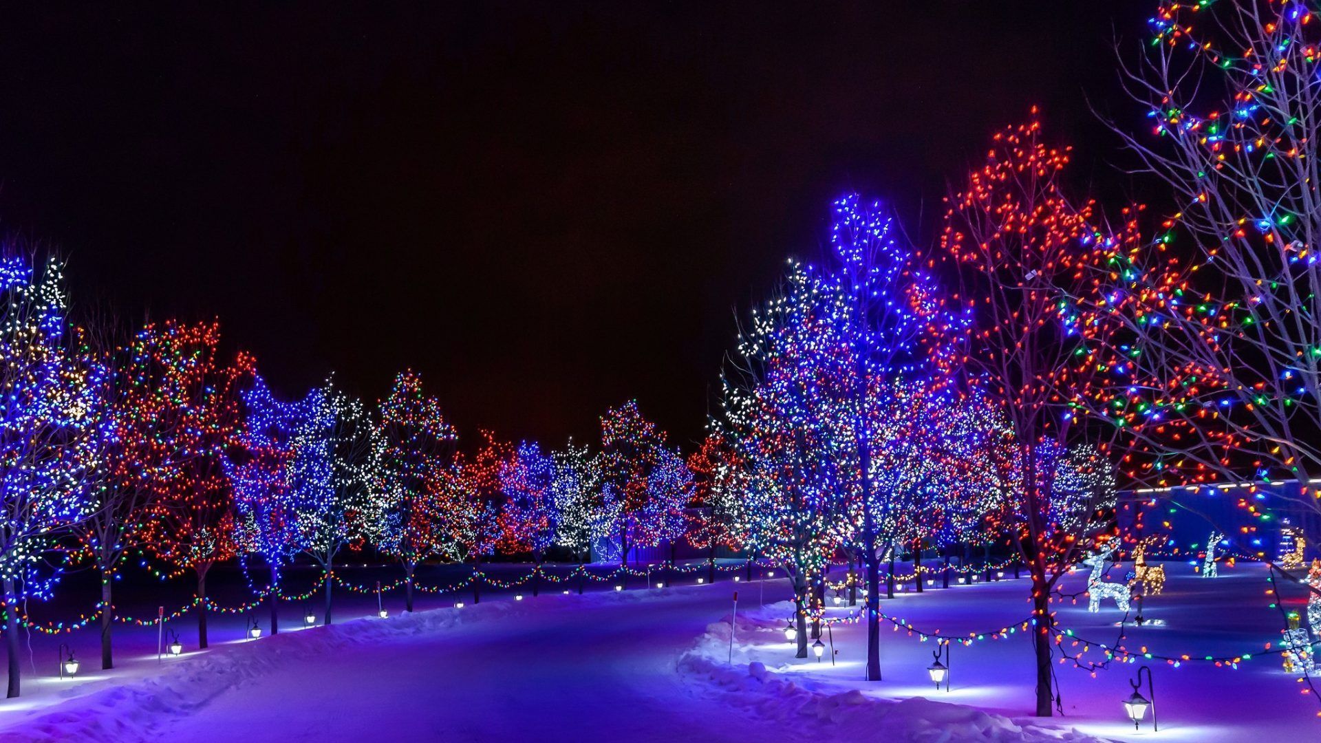 Holiday Lights For Ripley Park Cambridge Community Activities Program Powered By Donorbox