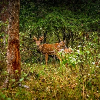 tourhub | Agora Voyages | Bangalore to Mysore and Bandipur National Park 