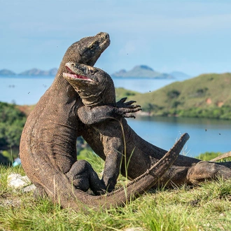 tourhub | Intrepid Travel | Komodo & Flores Adventure  