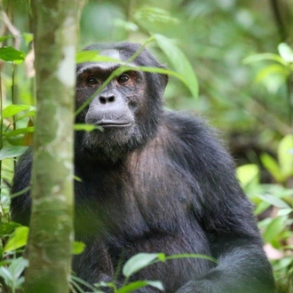 tourhub | ARP Travel Group | Gorillas Through the Mist - Gorilla Mountain View Lodge (On Request) 